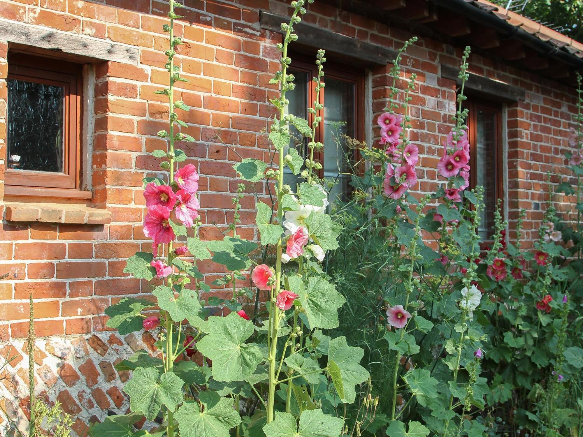 Elm Tree Barn Villa Felmingham Bagian luar foto